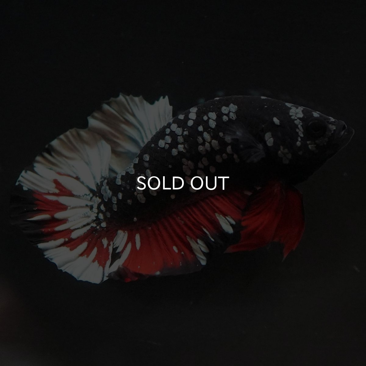 画像5: HMPK　ブラックカッパースター (5)