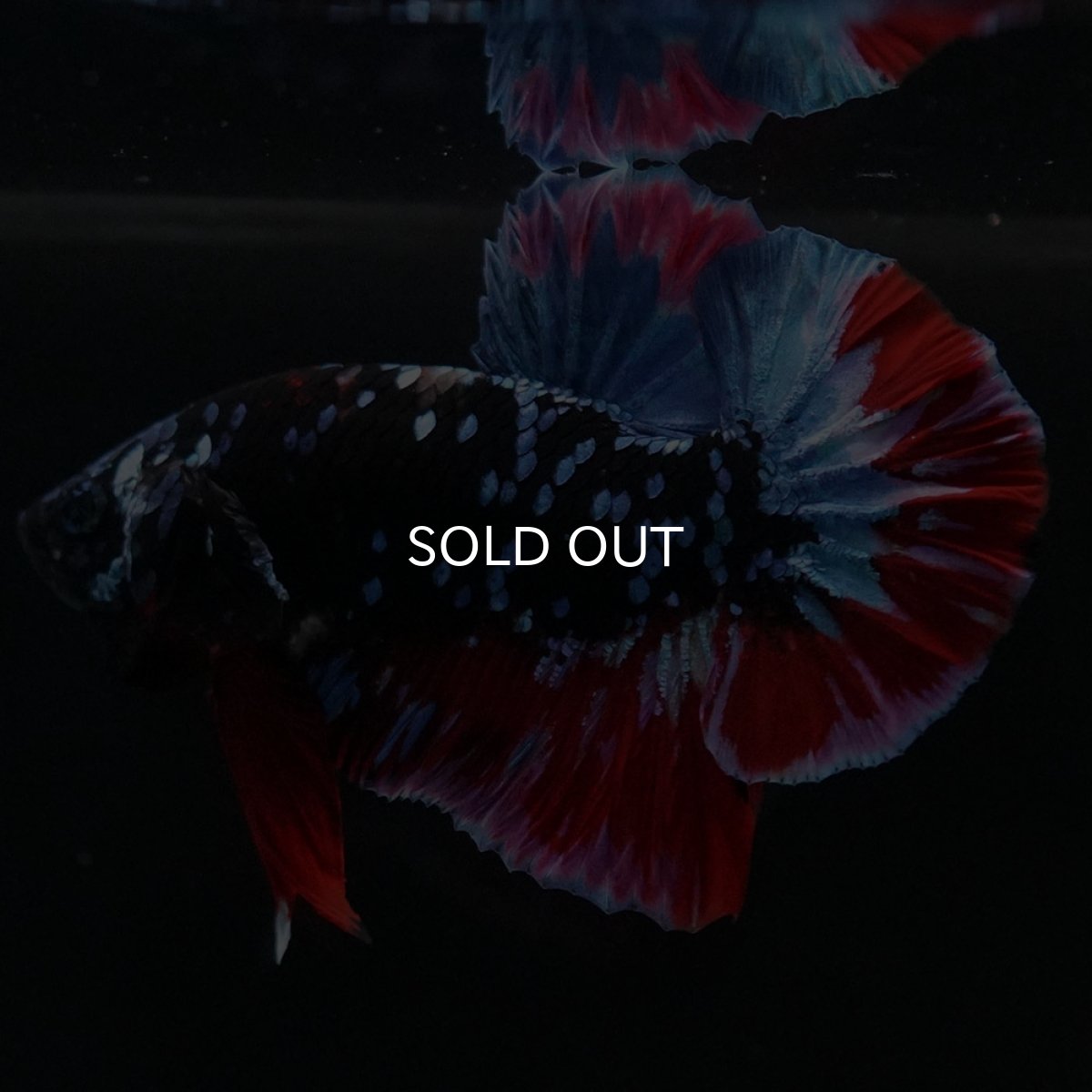 画像12: HMPK　ブラックスター (12)