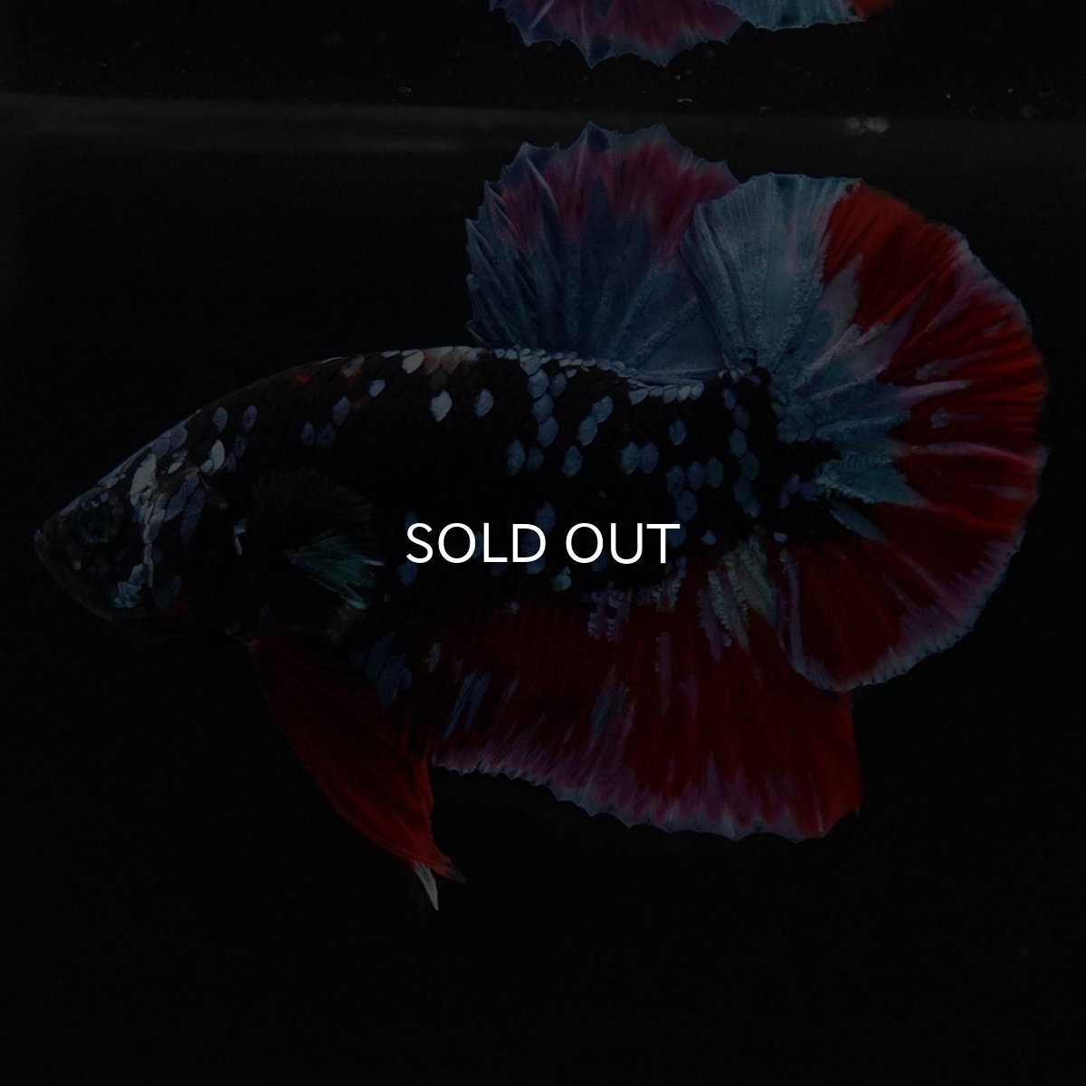 画像11: HMPK　ブラックスター (11)