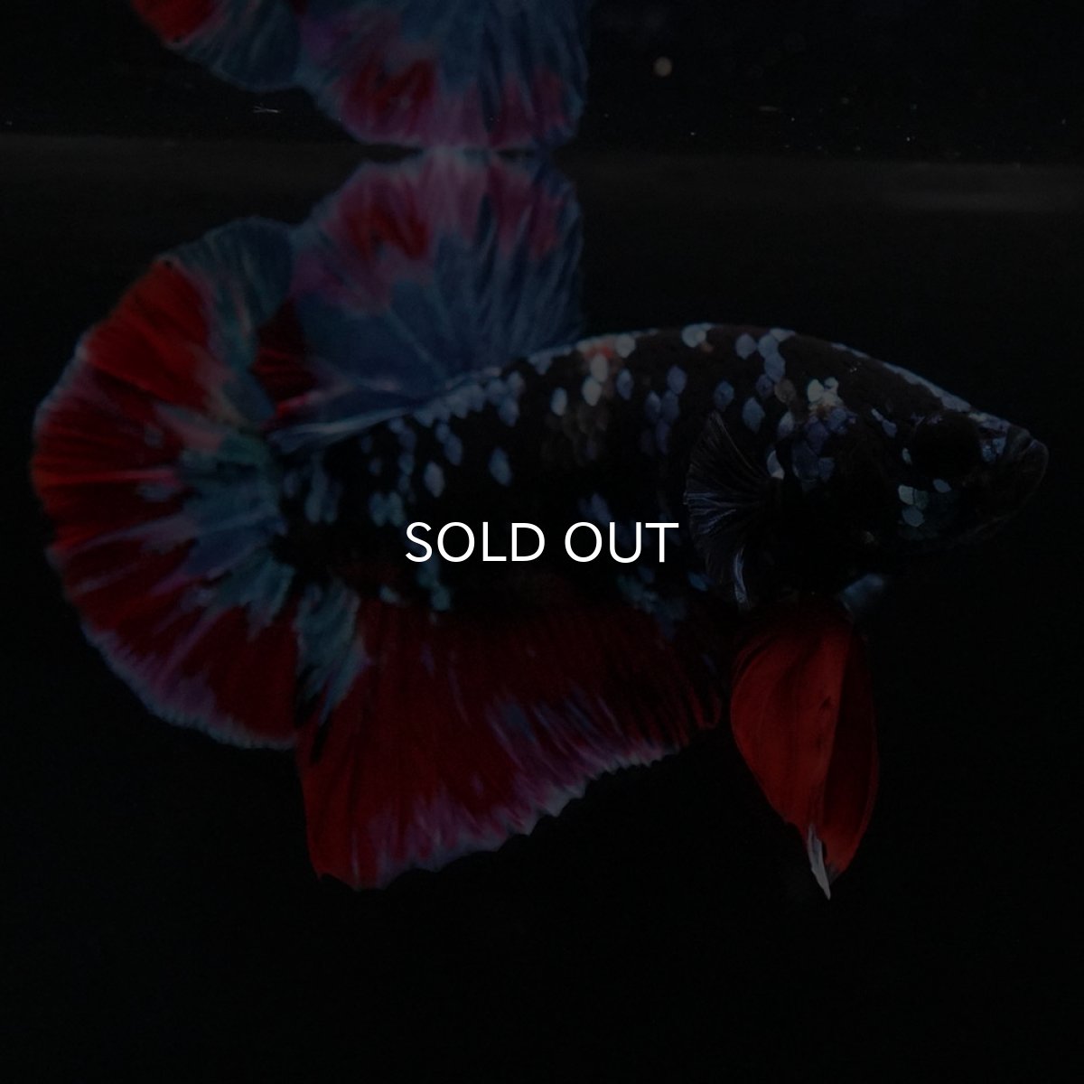 画像9: HMPK　ブラックスター (9)