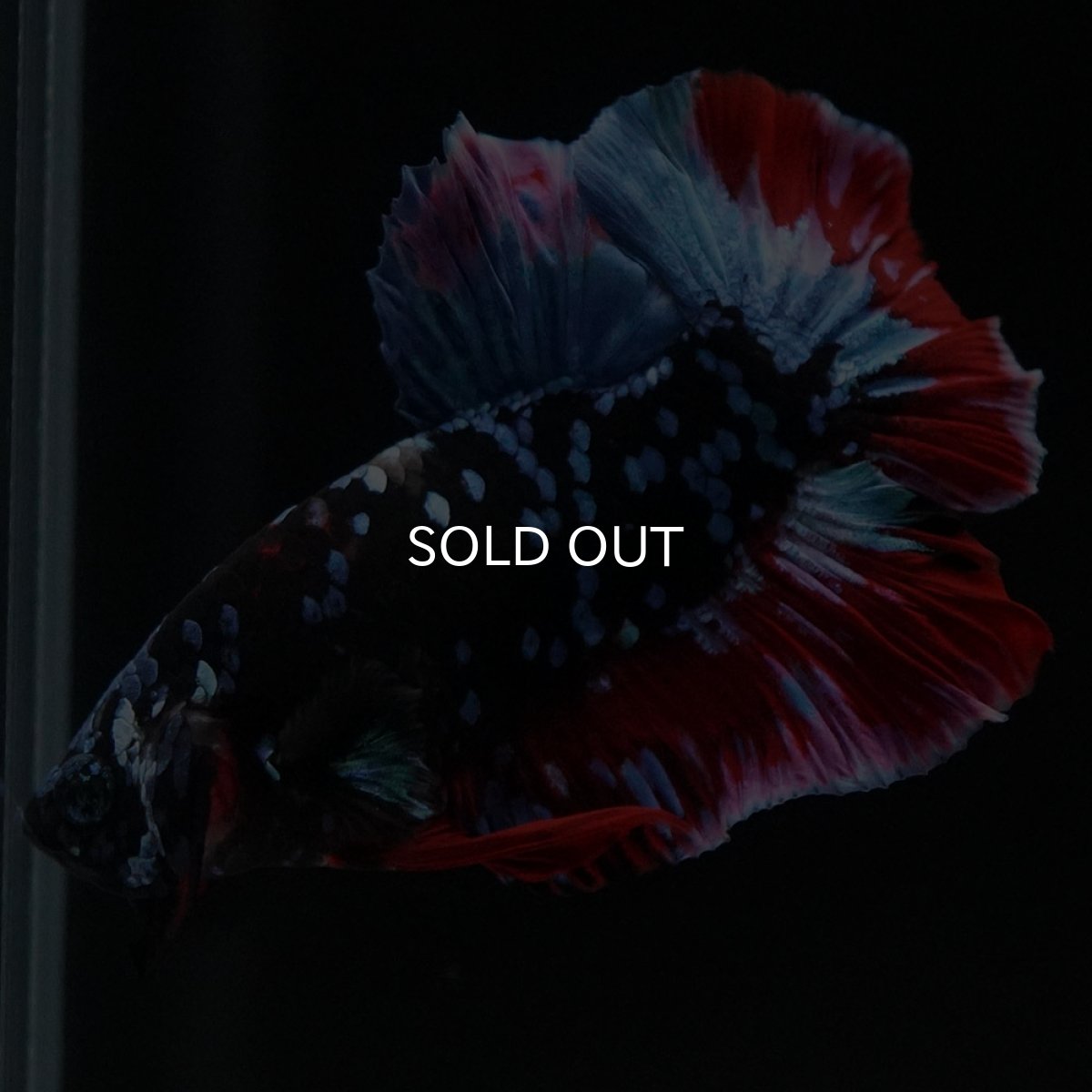 画像10: HMPK　ブラックスター (10)