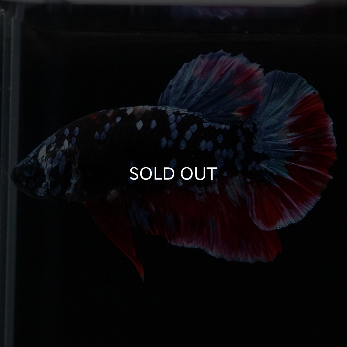 画像8: HMPK　ブラックスター (8)