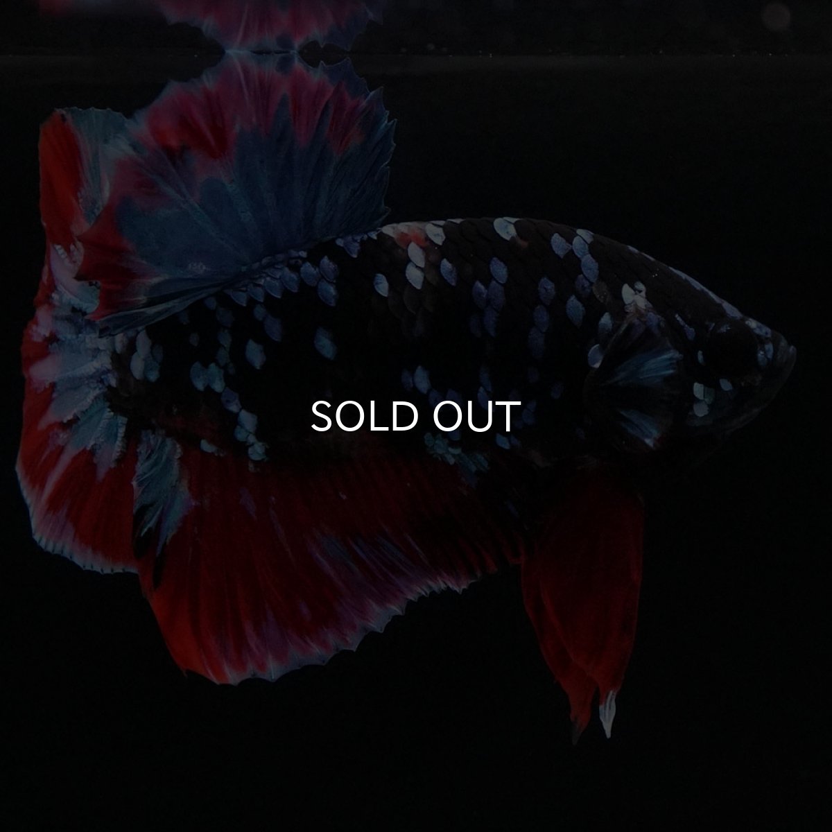 画像7: HMPK　ブラックスター (7)