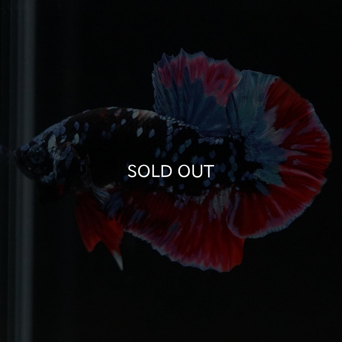 画像5: HMPK　ブラックスター (5)