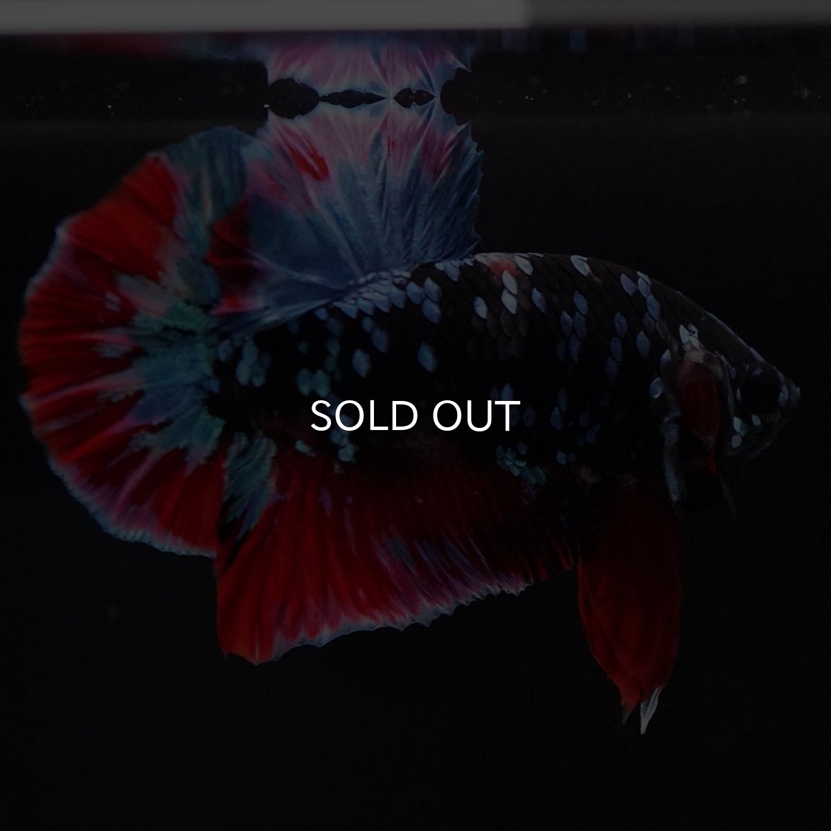 画像6: HMPK　ブラックスター (6)