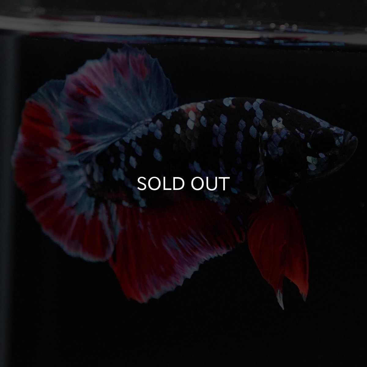 画像4: HMPK　ブラックスター (4)