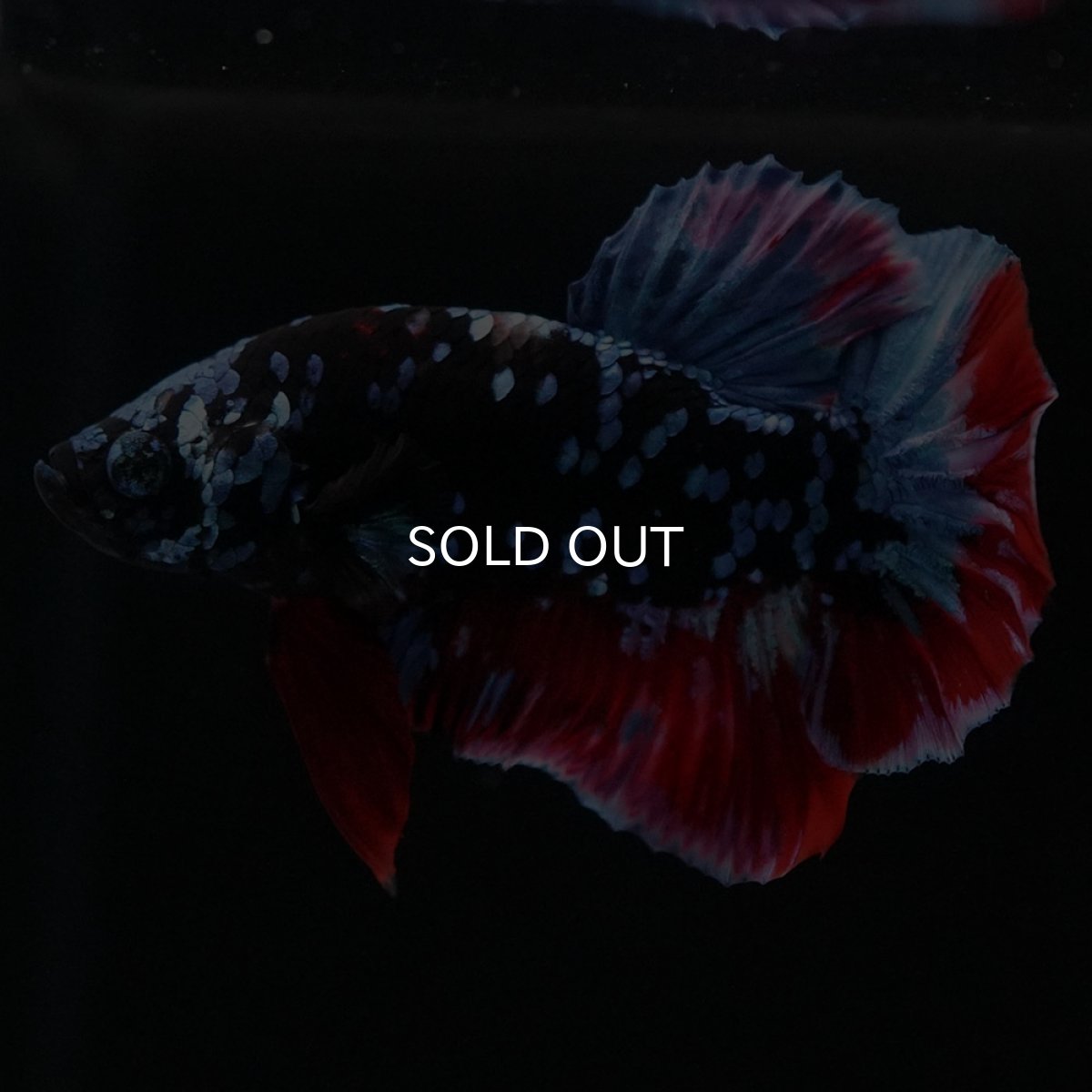 画像2: HMPK　ブラックスター (2)