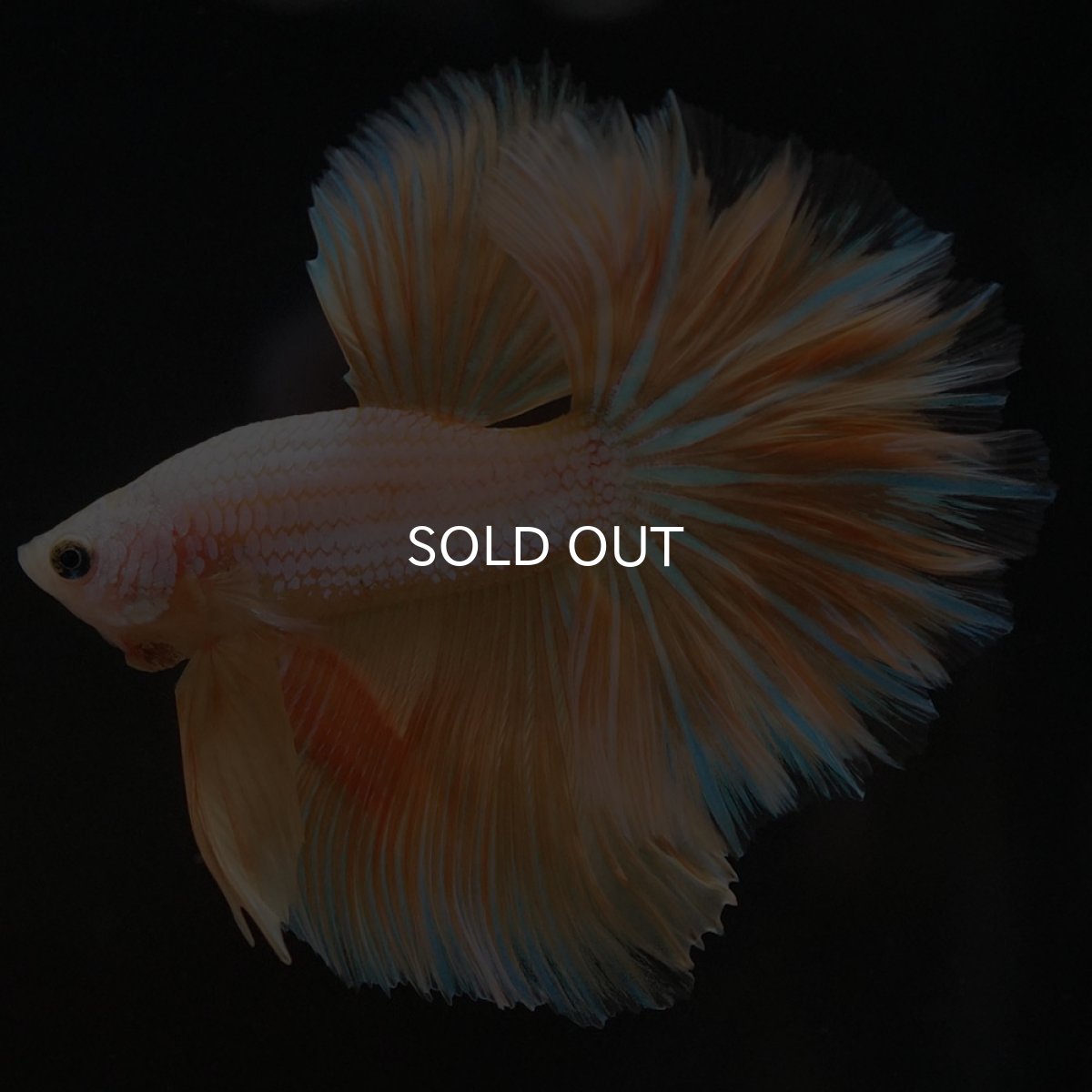 画像6: HM　プラチナイエロードラゴン　フェザーテール (6)