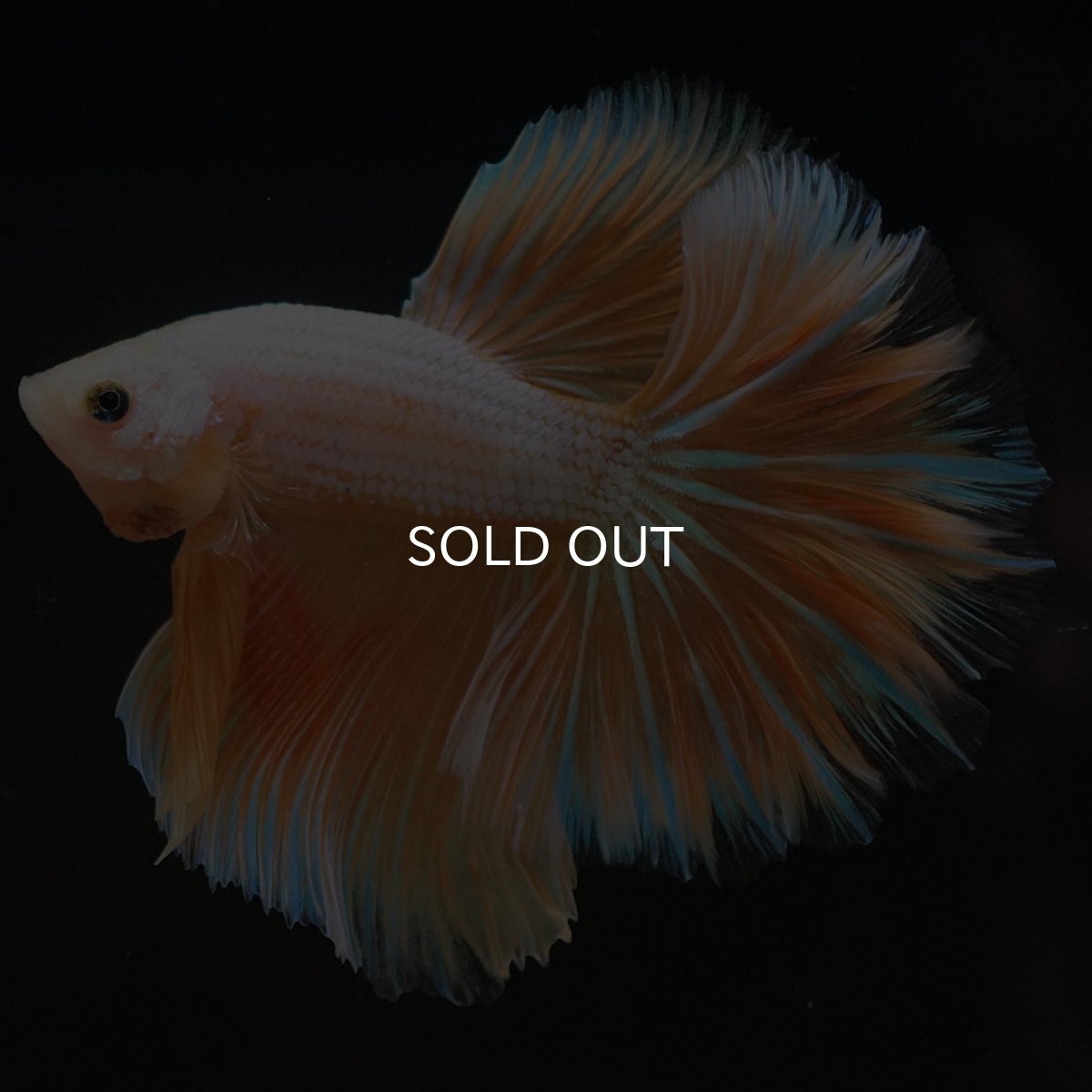 画像2: HM　プラチナイエロードラゴン　フェザーテール (2)