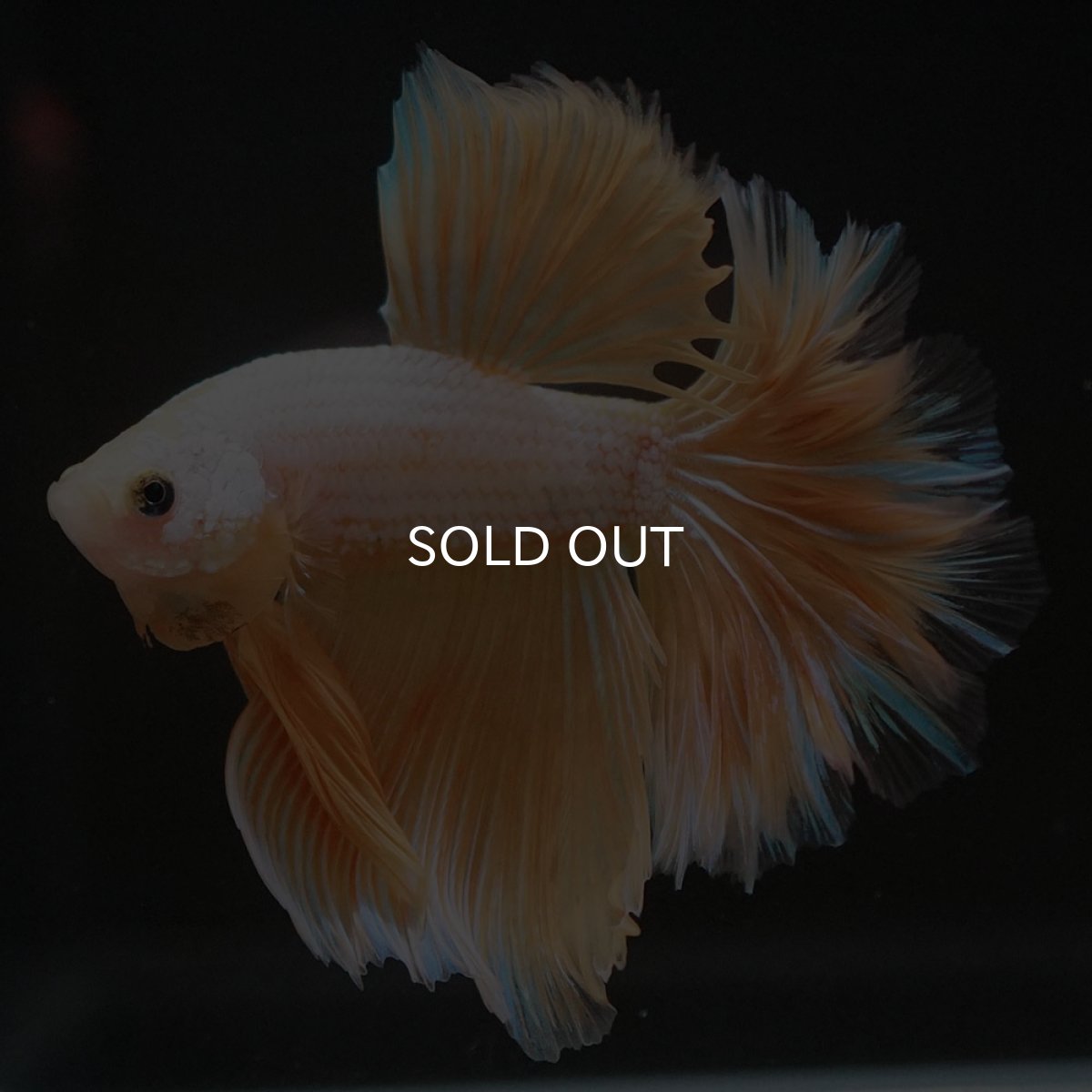 画像8: HM　プラチナイエロードラゴン　フェザーテール (8)