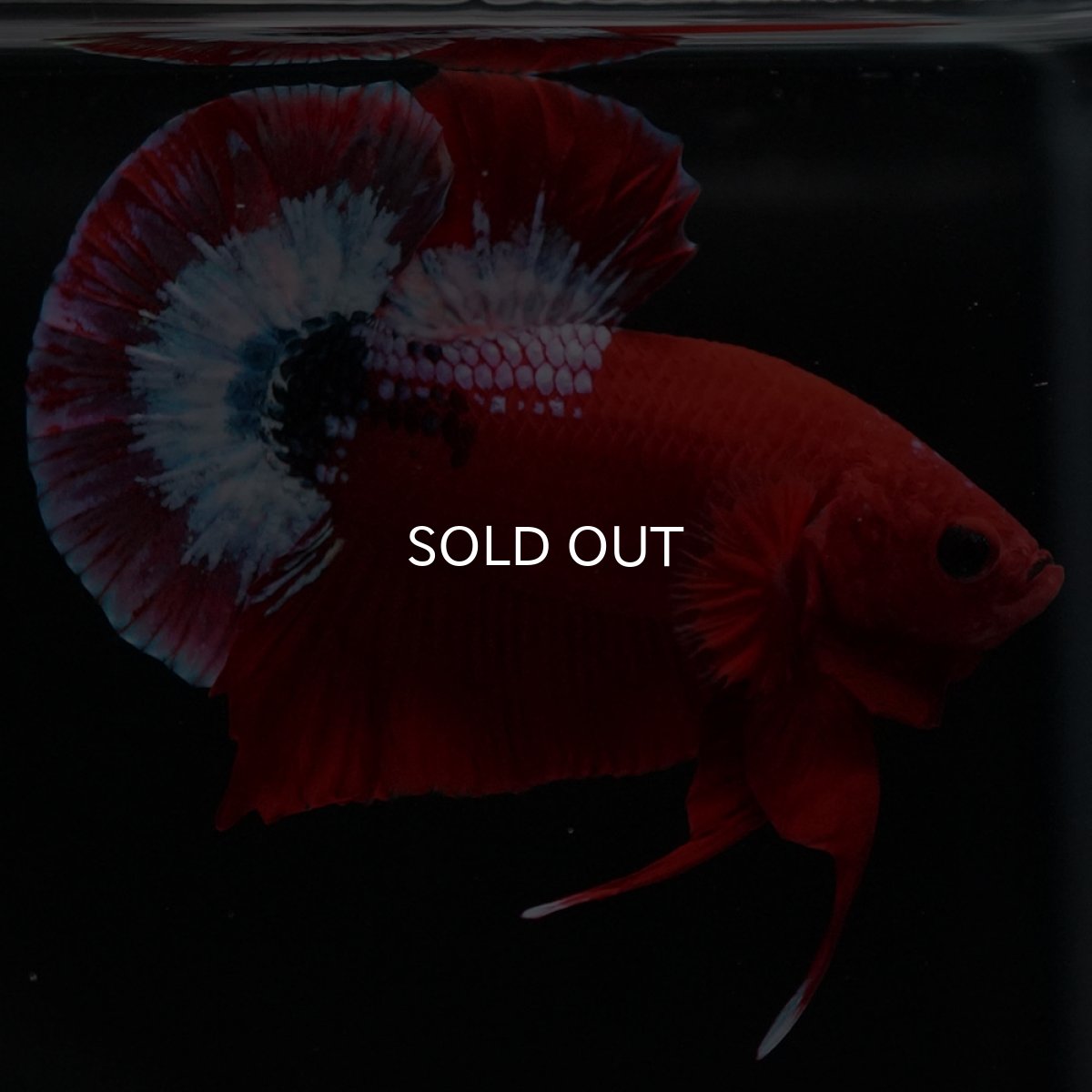 画像10: HMPK ヘルボーイ (10)