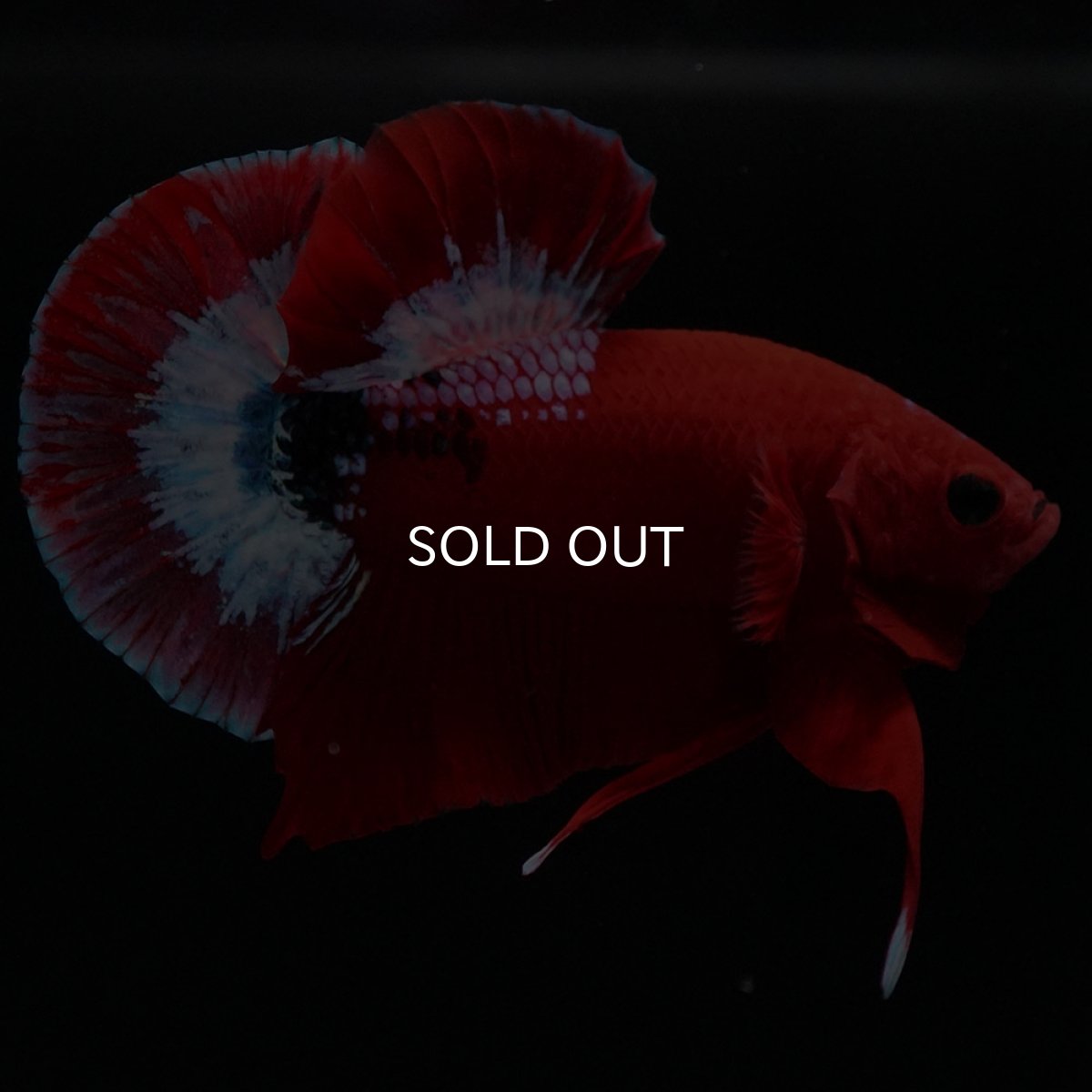 画像9: HMPK ヘルボーイ (9)