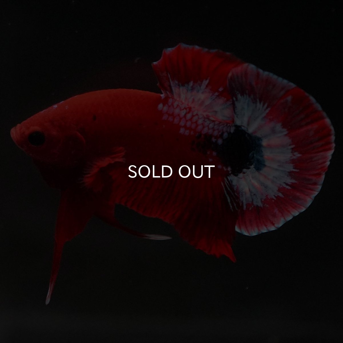 画像8: HMPK ヘルボーイ (8)