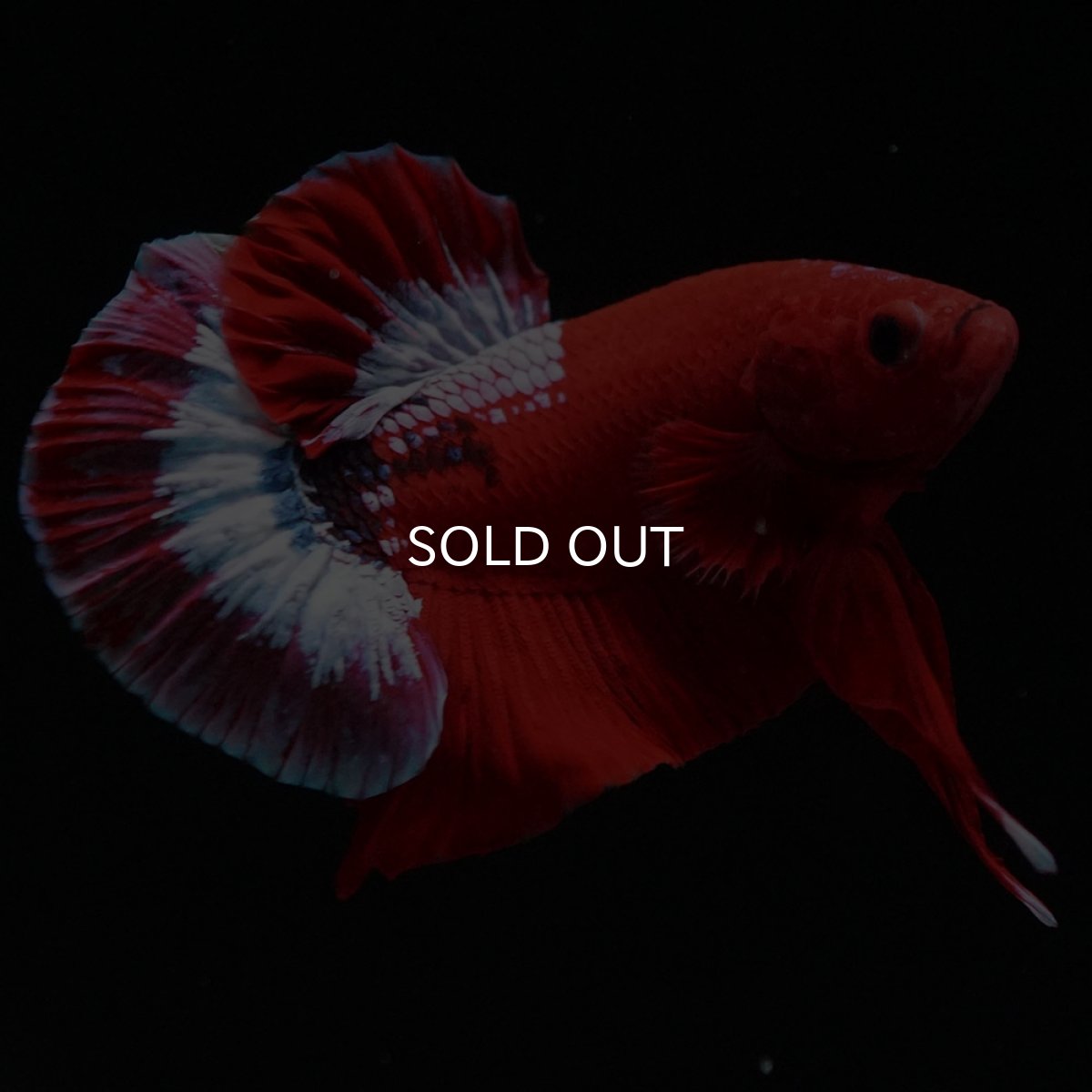 画像7: HMPK ヘルボーイ (7)