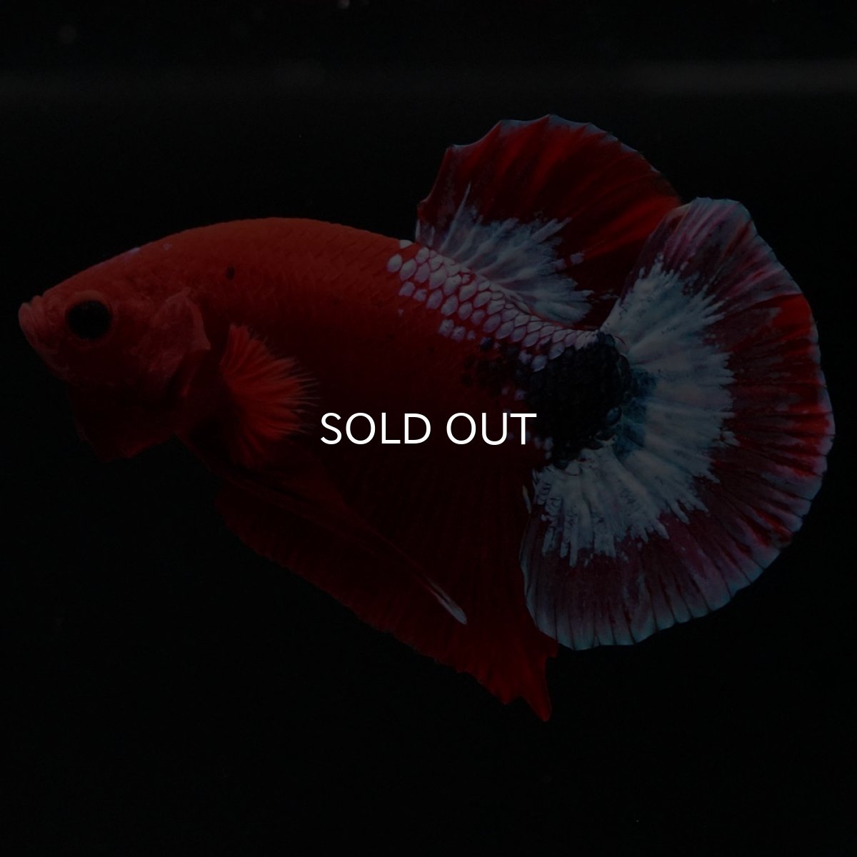 画像6: HMPK ヘルボーイ (6)