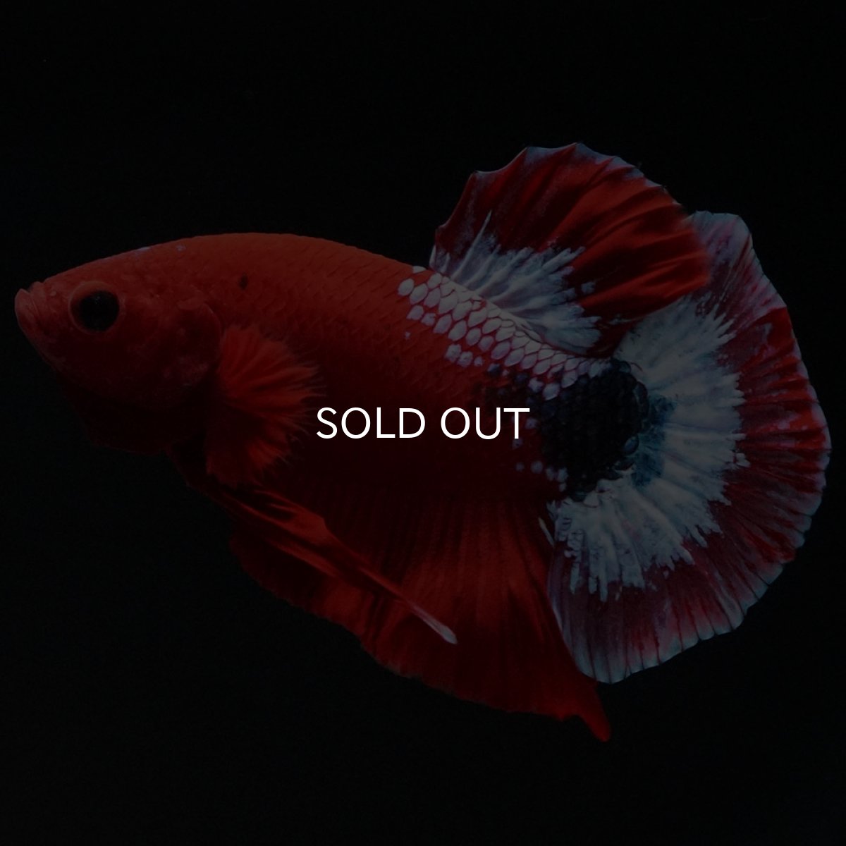 画像4: HMPK ヘルボーイ (4)