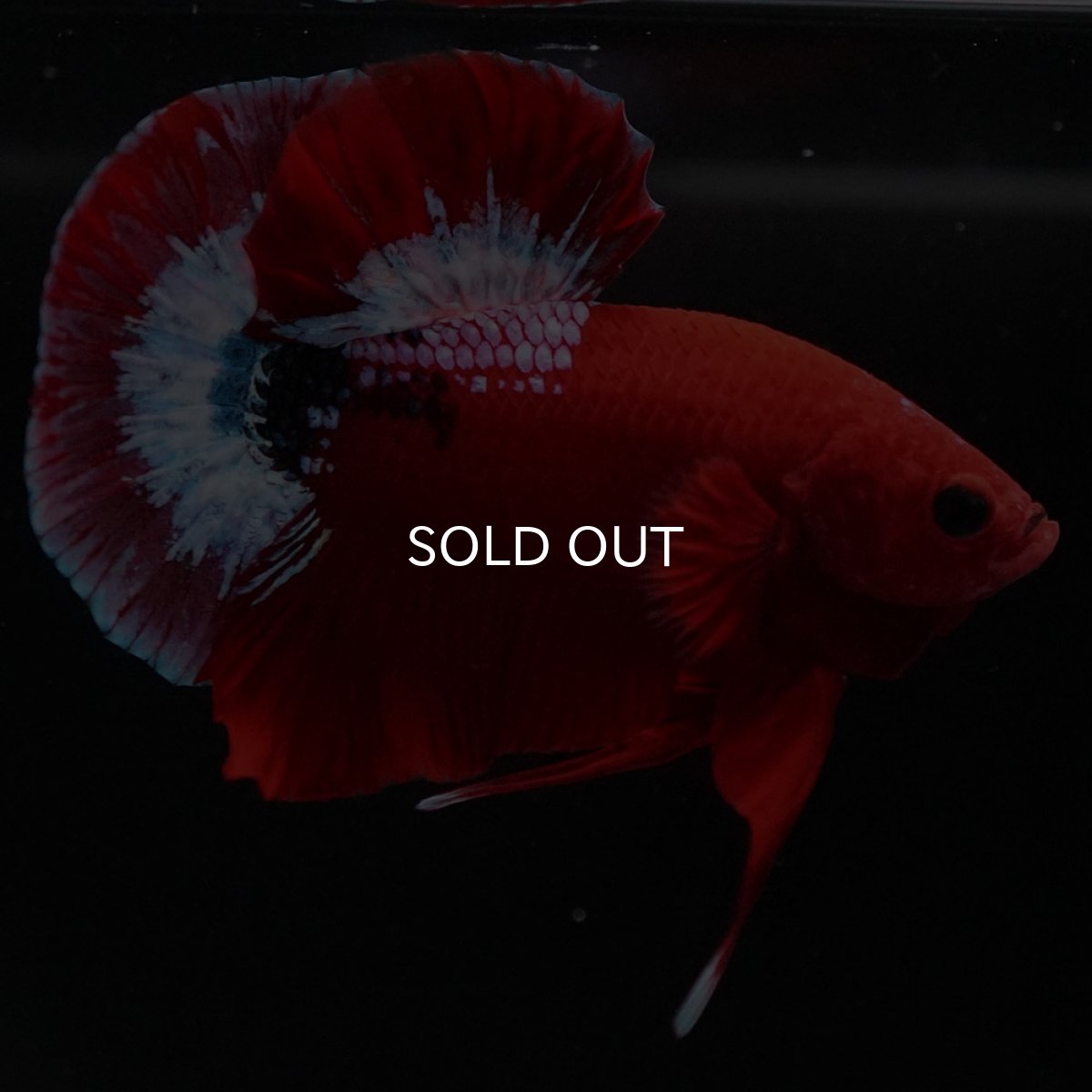 画像5: HMPK ヘルボーイ (5)