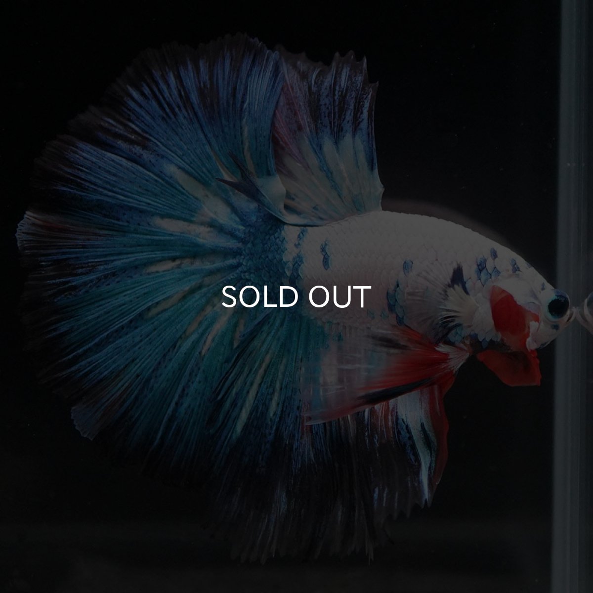 画像5: HM ホワイトブルーファンシー (5)