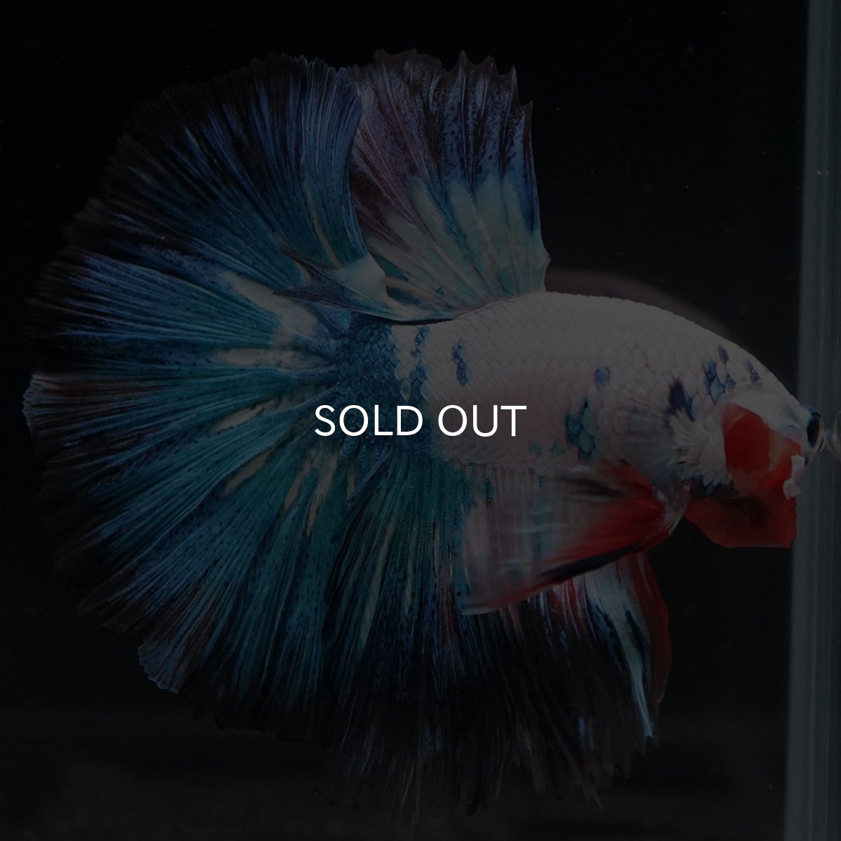 画像3: HM ホワイトブルーファンシー (3)