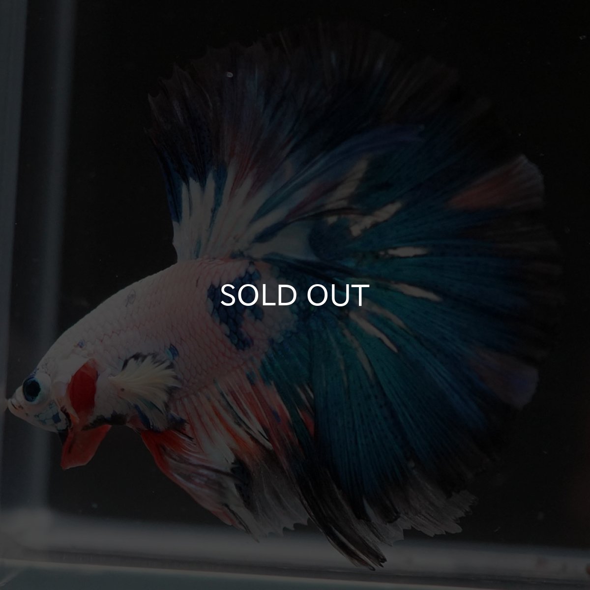 画像7: HM ホワイトブルーファンシー (7)