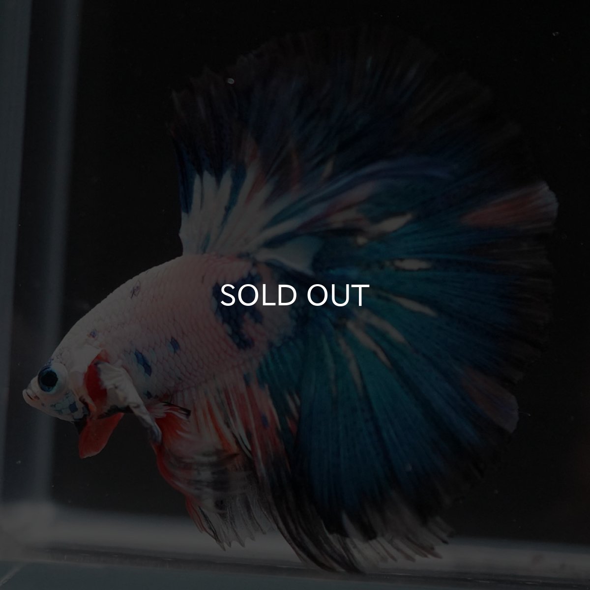 画像6: HM ホワイトブルーファンシー (6)