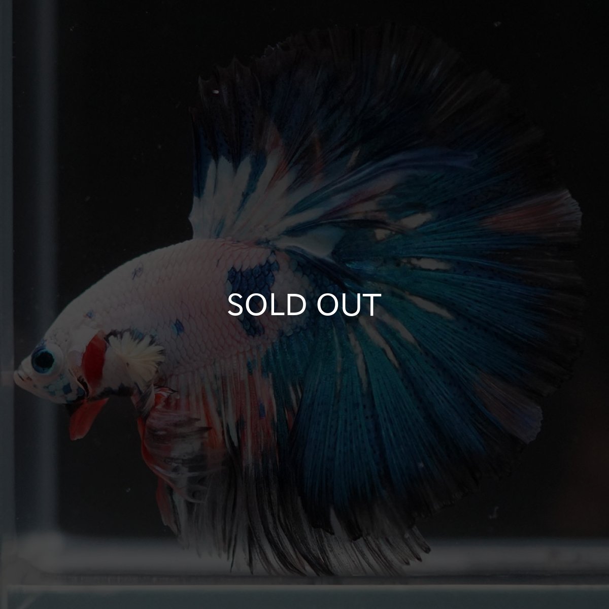 画像4: HM ホワイトブルーファンシー (4)