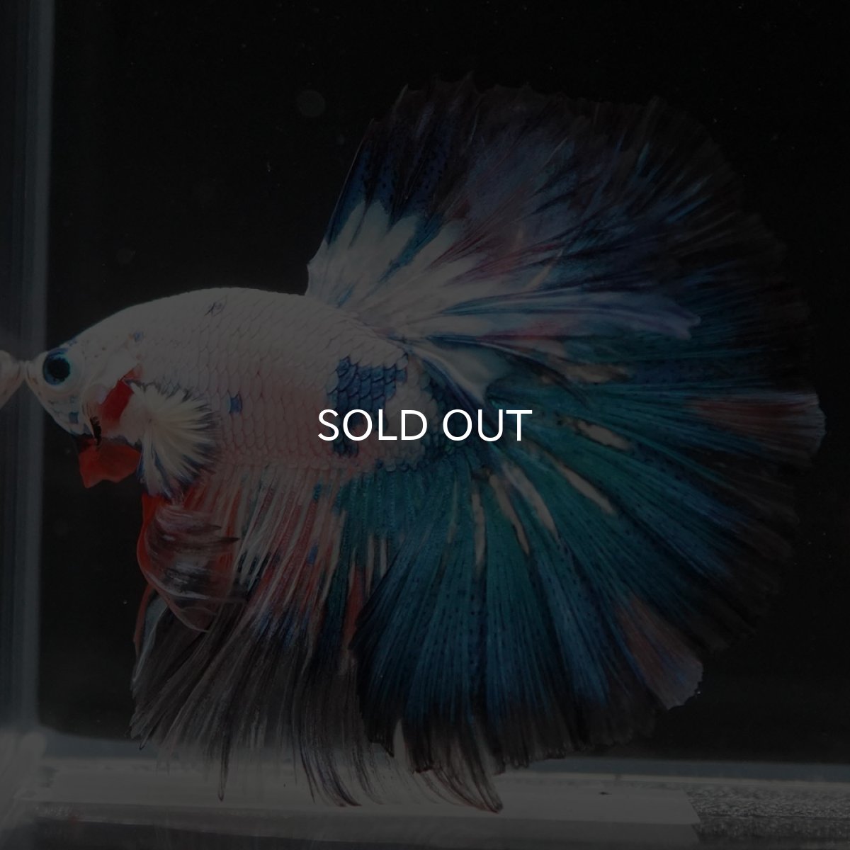 画像2: HM ホワイトブルーファンシー (2)