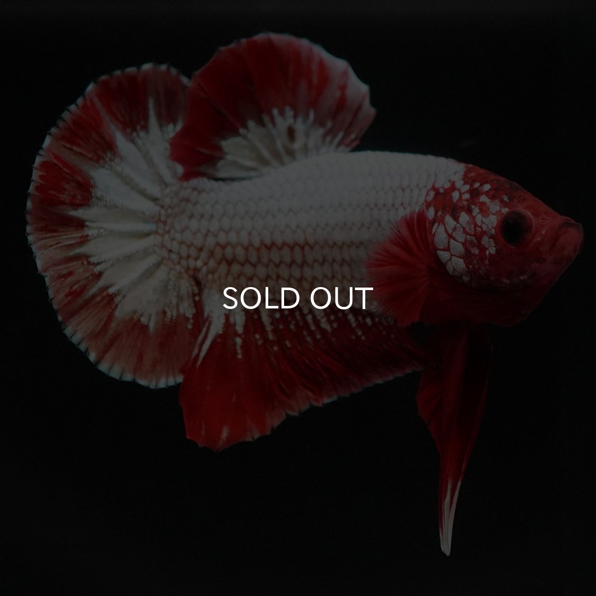 画像3: HMPK　ヘルボーイ (3)