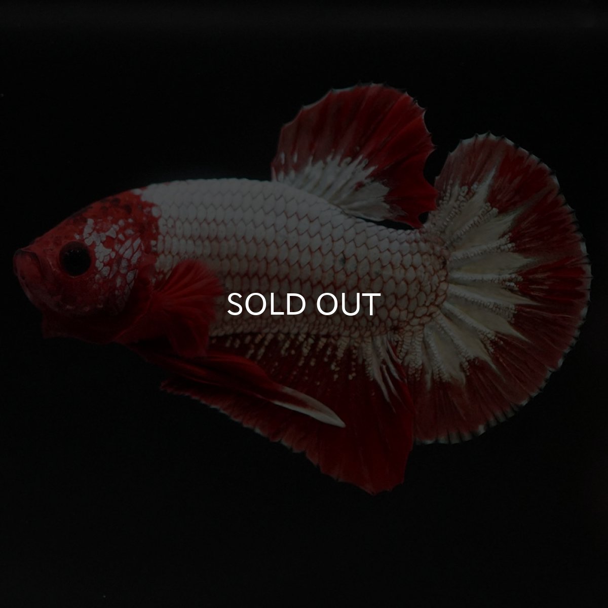 画像7: HMPK　ヘルボーイ (7)