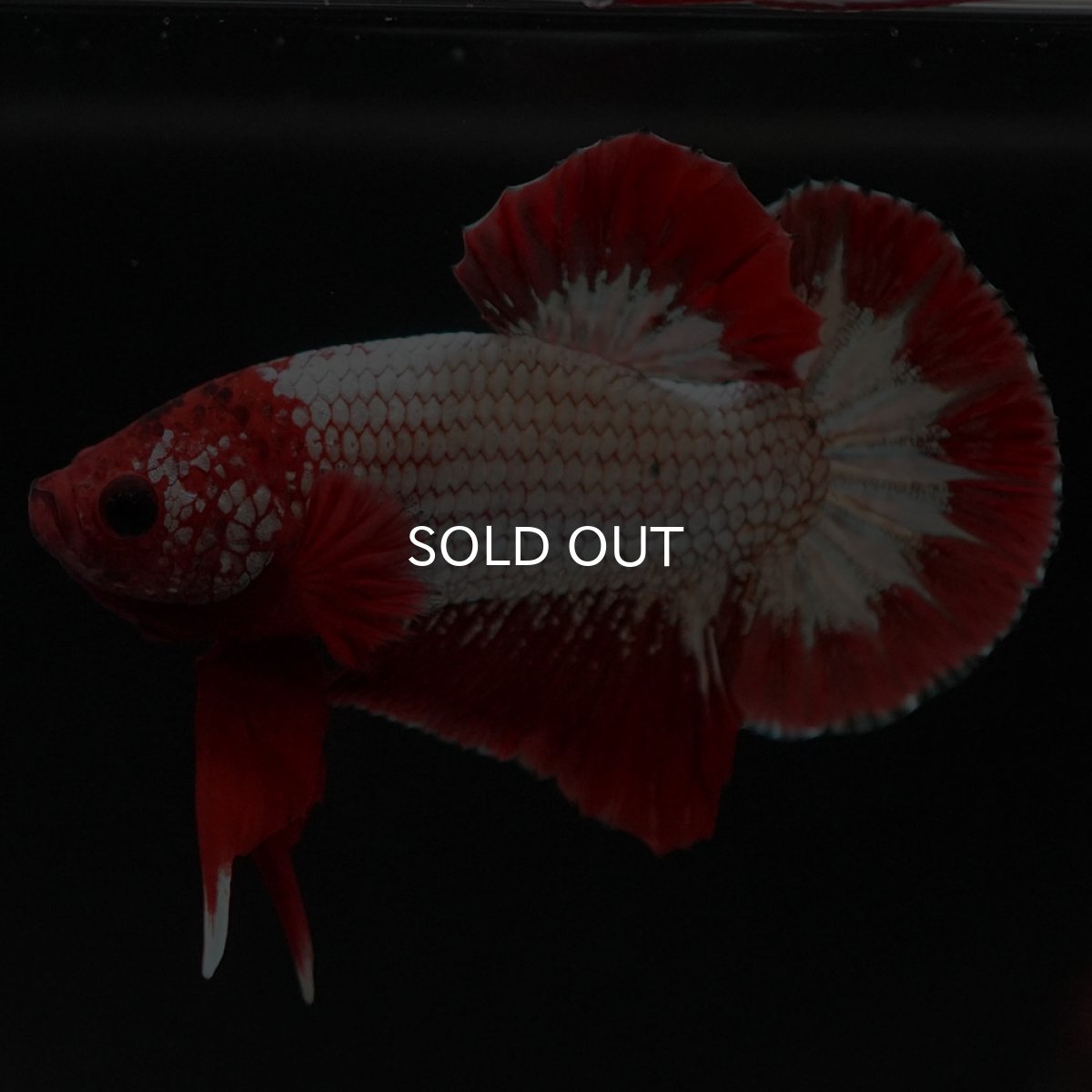 画像6: HMPK　ヘルボーイ (6)