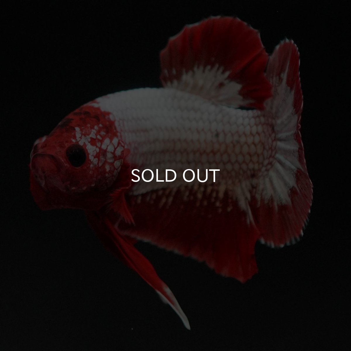 画像4: HMPK　ヘルボーイ (4)