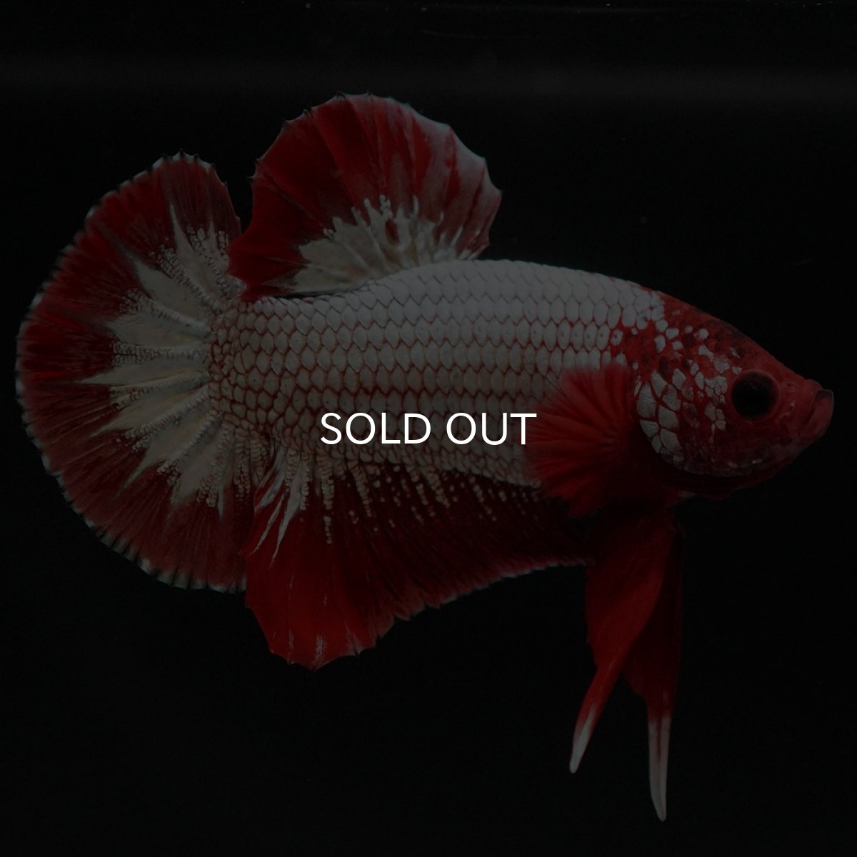 画像5: HMPK　ヘルボーイ (5)