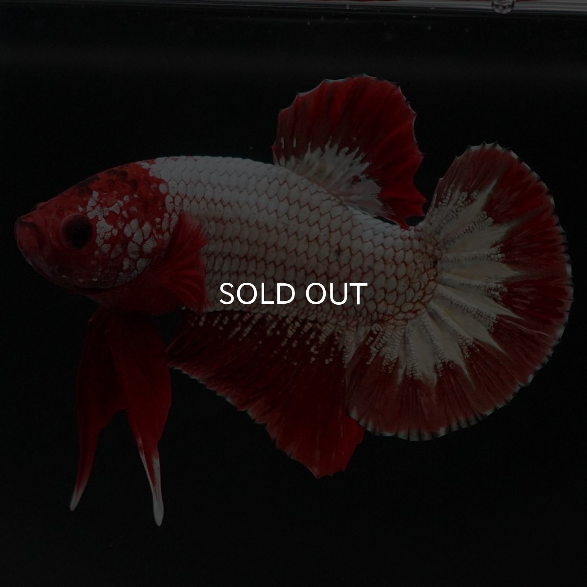 画像2: HMPK　ヘルボーイ (2)