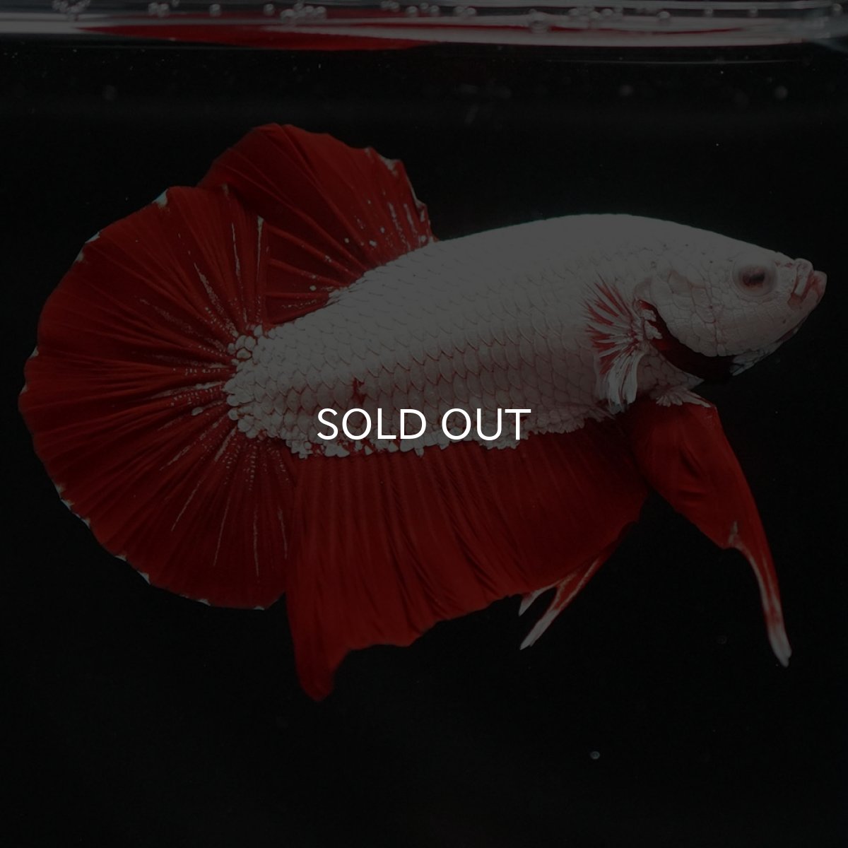 画像7: HMPK プラチナレッドドラゴン (7)