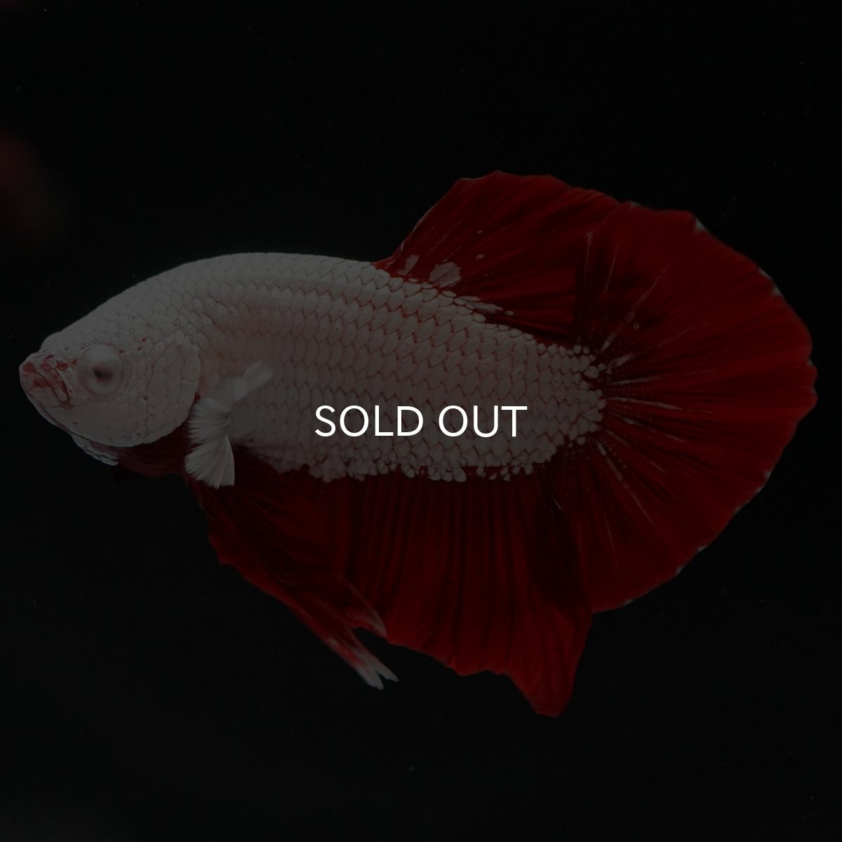 画像9: HMPK プラチナレッドドラゴン (9)