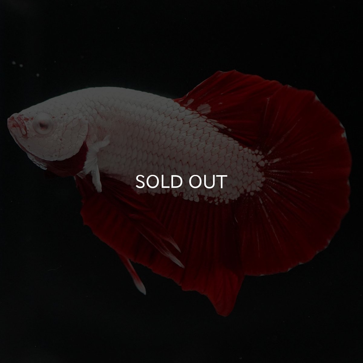 画像8: HMPK プラチナレッドドラゴン (8)