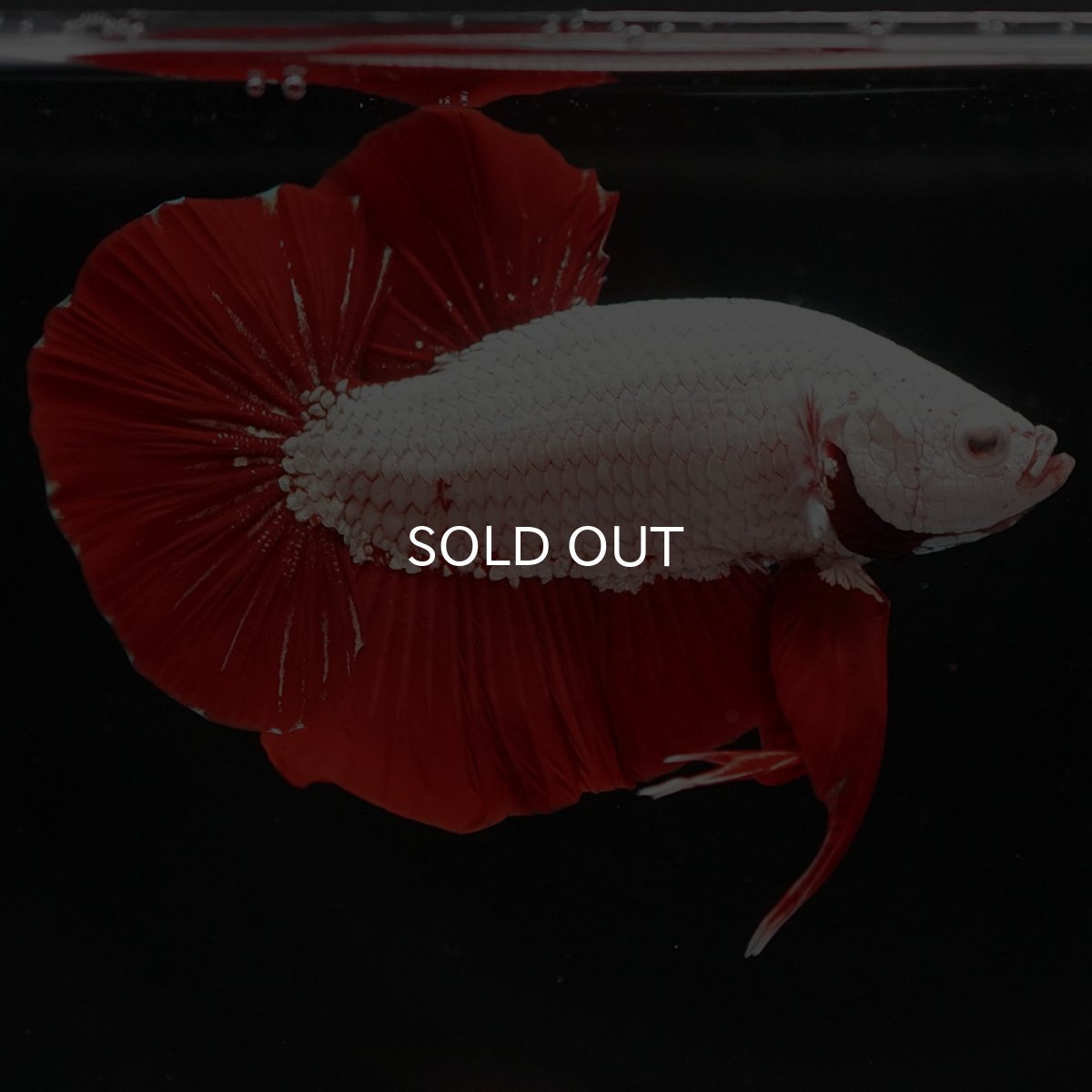 画像5: HMPK プラチナレッドドラゴン (5)