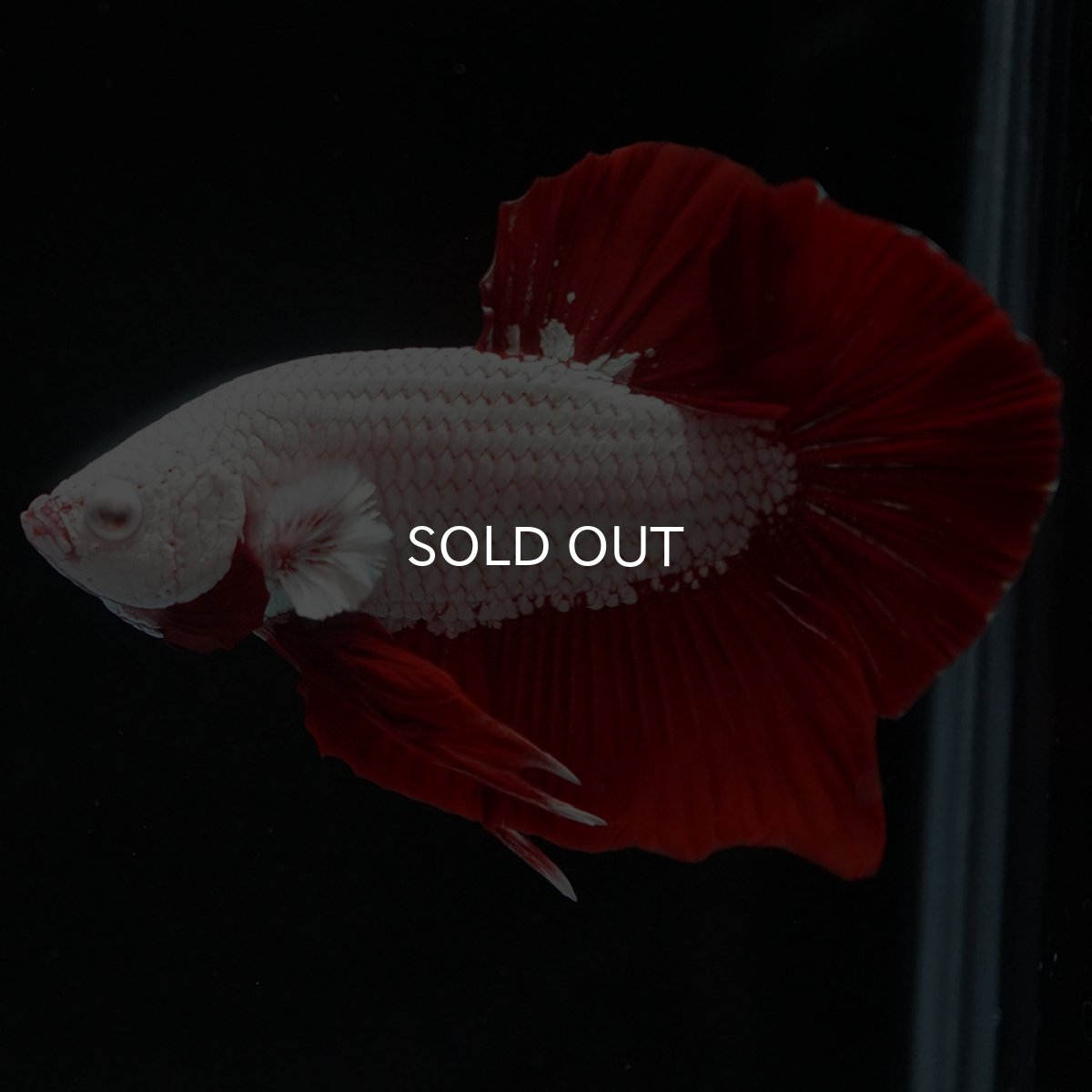 画像6: HMPK プラチナレッドドラゴン (6)