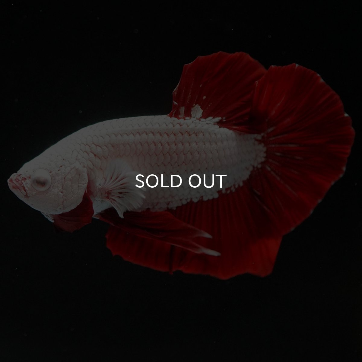 画像4: HMPK プラチナレッドドラゴン (4)