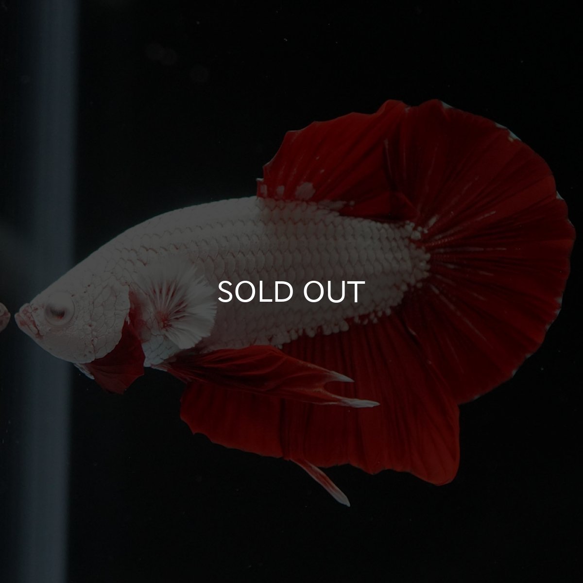 画像2: HMPK プラチナレッドドラゴン (2)