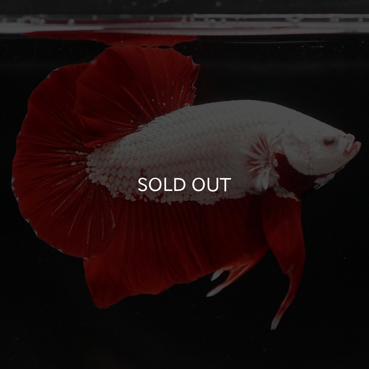 画像3: HMPK プラチナレッドドラゴン (3)