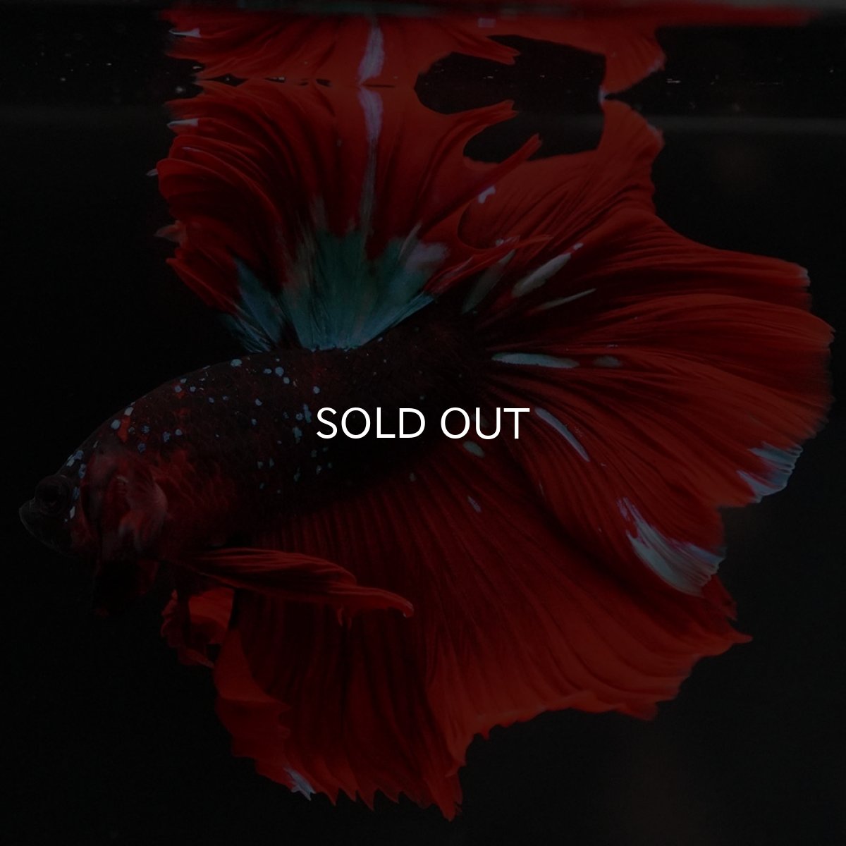 画像11: HM レッドギャラクシー (11)