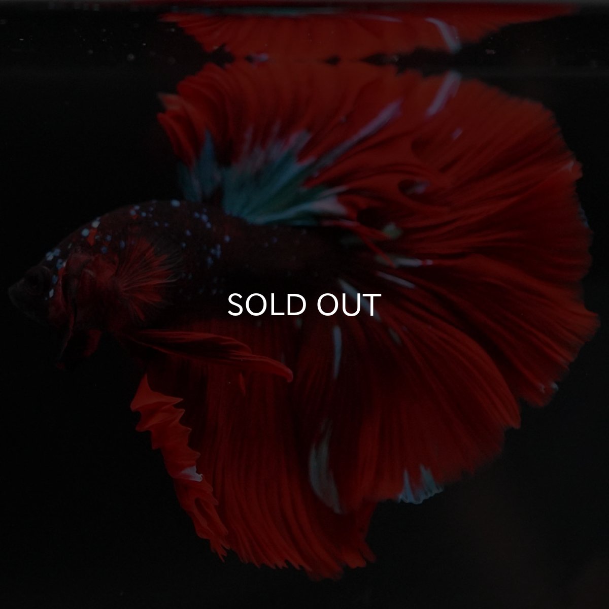 画像7: HM レッドギャラクシー (7)