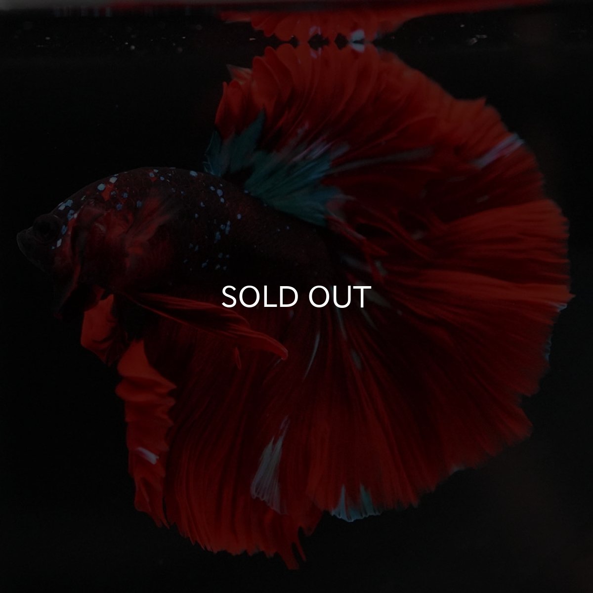 画像3: HM レッドギャラクシー (3)