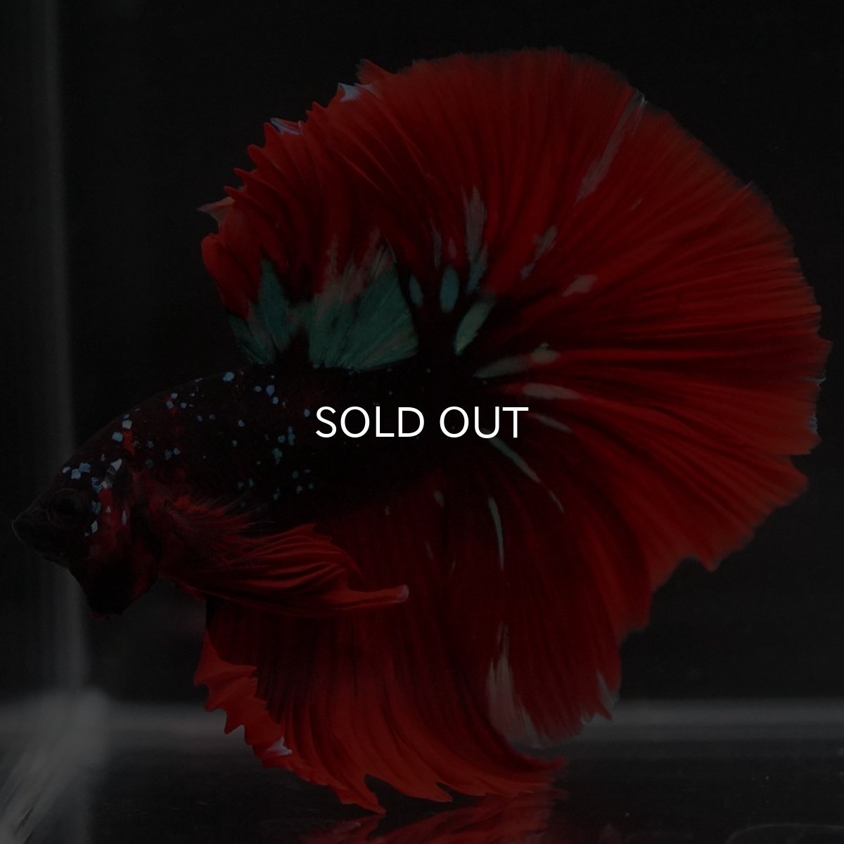 画像10: HM レッドギャラクシー (10)