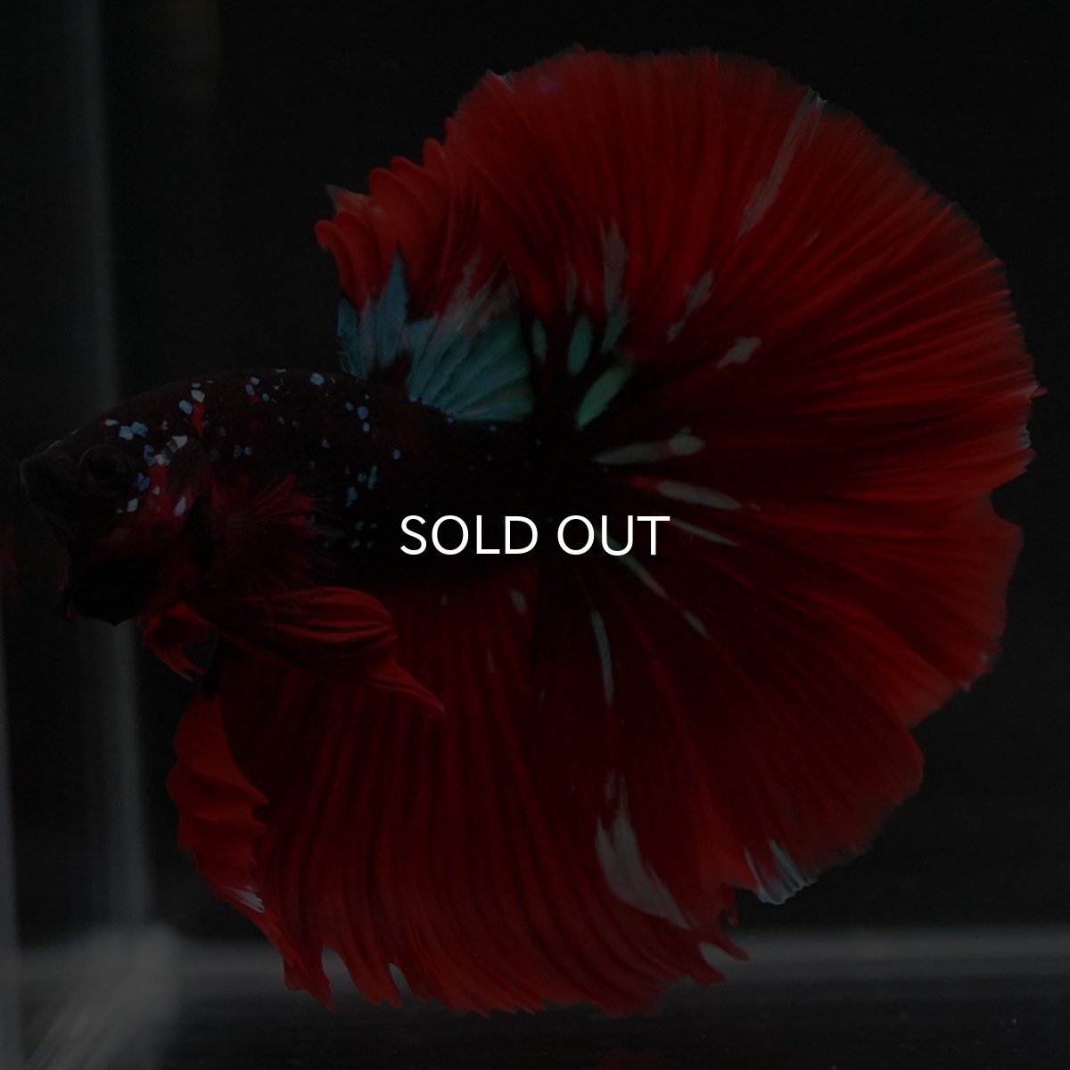 画像5: HM レッドギャラクシー (5)