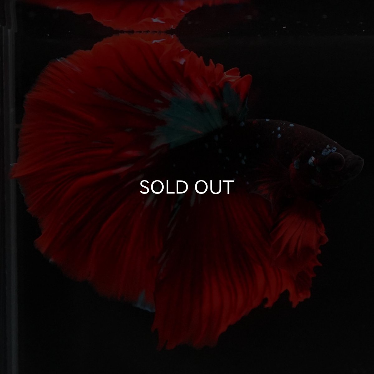 画像9: HM レッドギャラクシー (9)