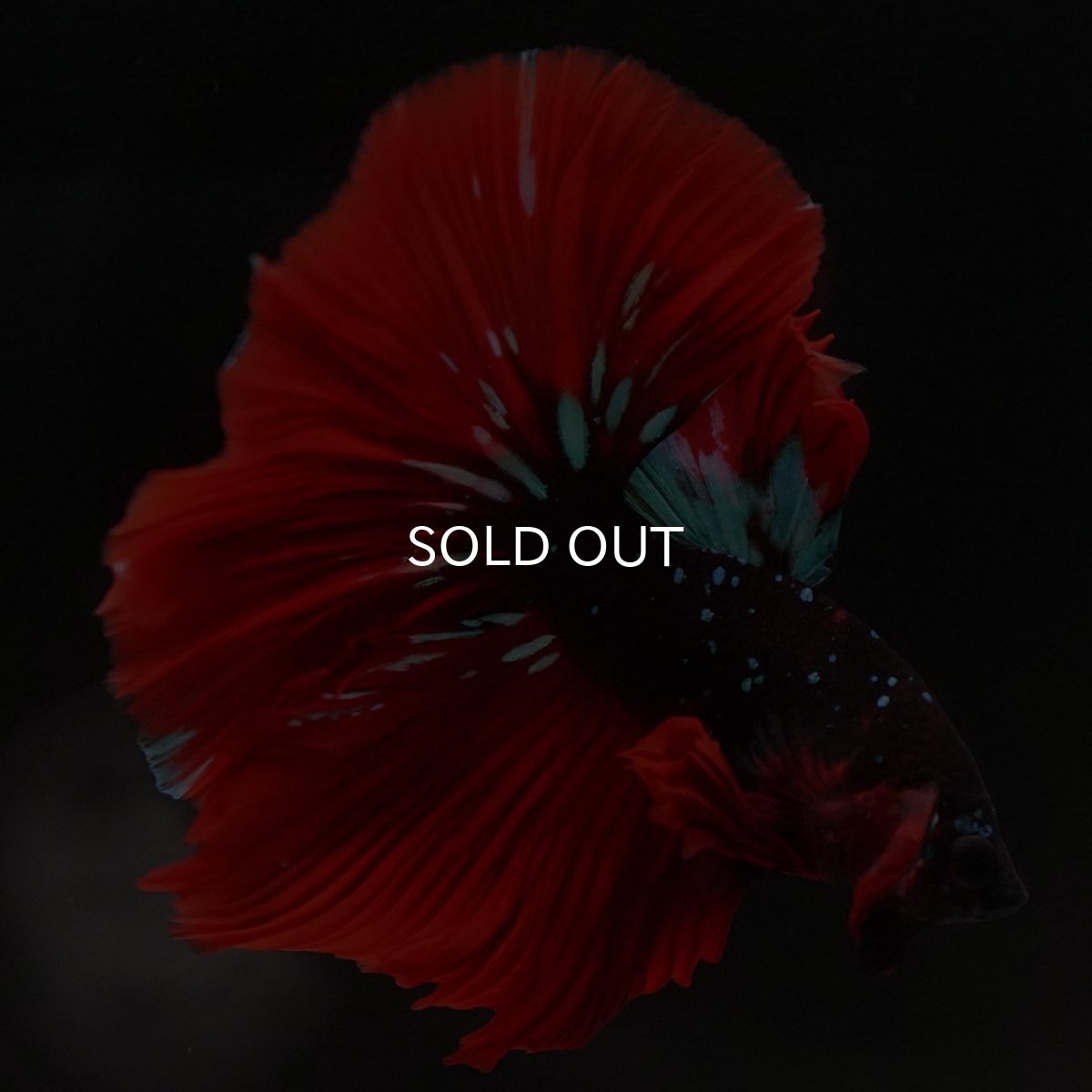 画像8: HM レッドギャラクシー (8)