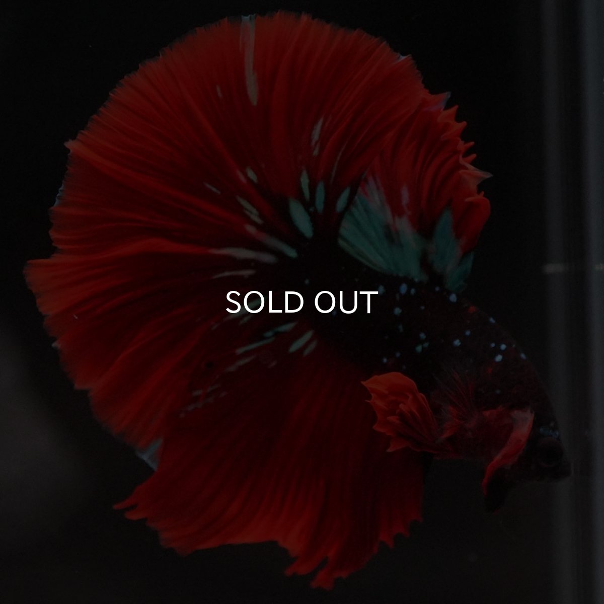 画像2: HM レッドギャラクシー (2)