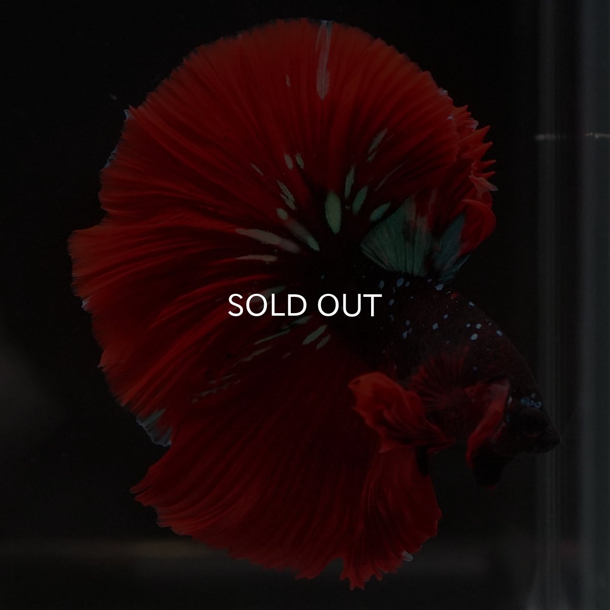 画像6: HM レッドギャラクシー (6)